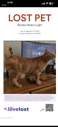 Lost Male Cat last seen Graham rd, Laketon Dr running towards Lakeland dr neigbhorhood, Indianapolis, IN 46220