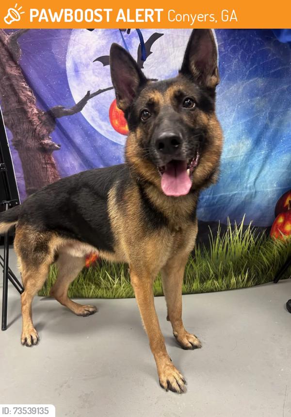 Found/Stray Unknown Dog last seen Located at Rockdale County Animal Service, 1506 Rockbridge Road, Conyers, GA 30012, Conyers, GA 30012