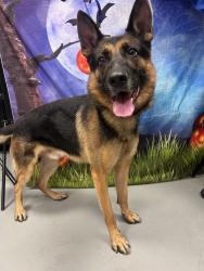 Found/Stray Unknown Dog last seen Located at Rockdale County Animal Service, 1506 Rockbridge Road, Conyers, GA 30012, Conyers, GA 30012