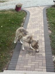 Found/Stray Unknown Dog last seen Near and SR9, Pendleton, IN 46064