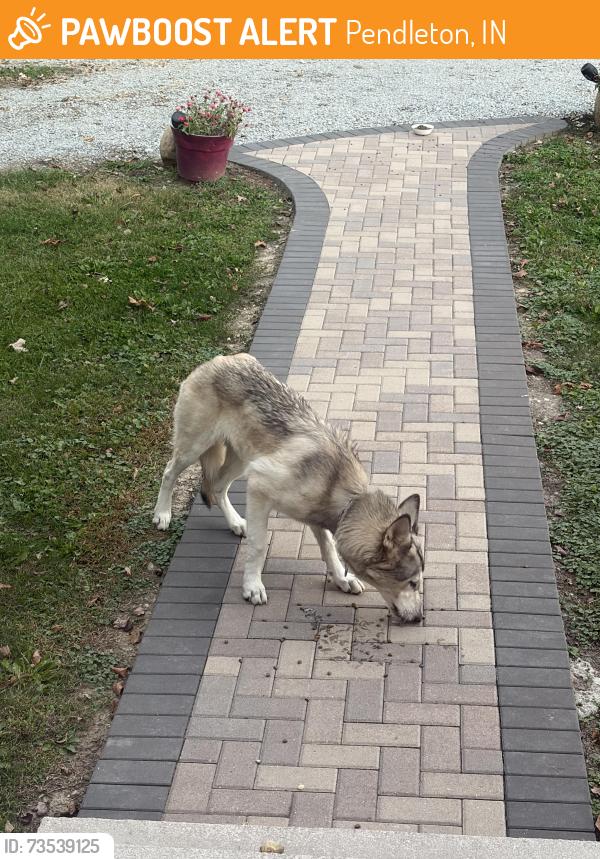Found/Stray Unknown Dog last seen Near and SR9, Pendleton, IN 46064