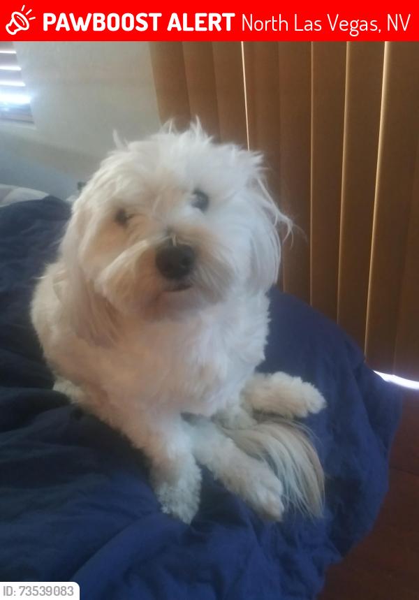 Lost Male Dog last seen Near W Craig, North Las Vegas, NV 89031