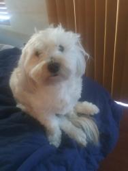Lost Male Dog last seen Near W Craig, North Las Vegas, NV 89031