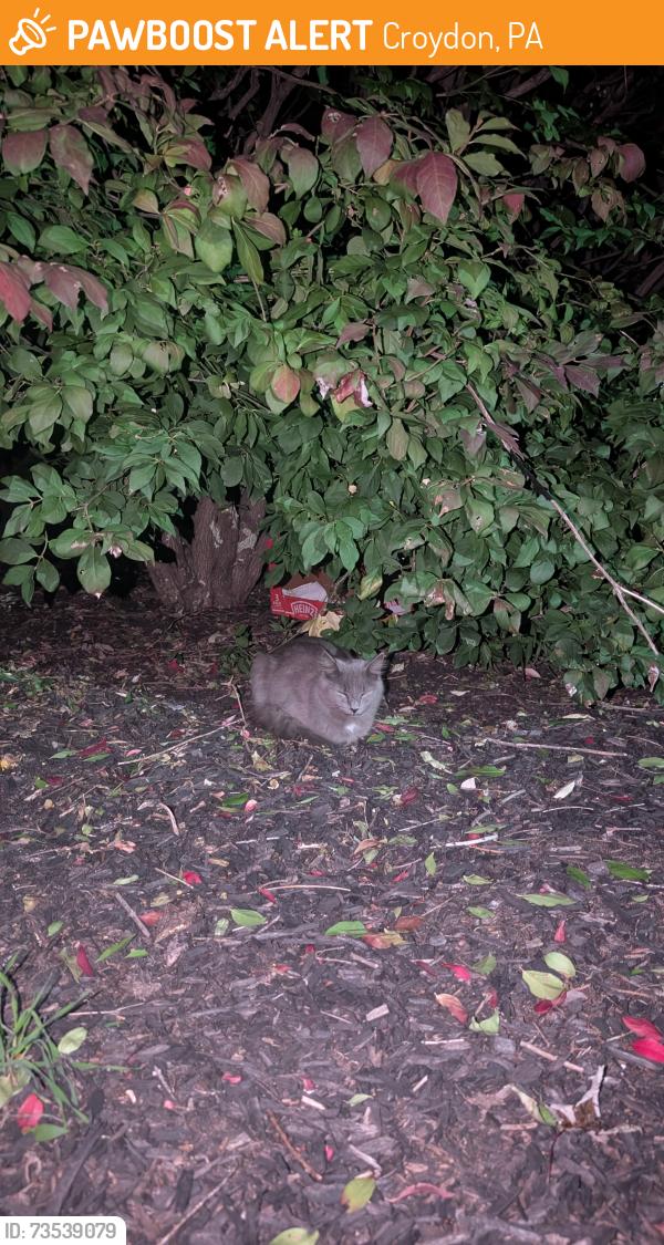 Found/Stray Unknown Cat last seen Glen Hollow apmt Complex, Croydon PA, Croydon, PA 19021