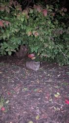 Found/Stray Unknown Cat last seen Glen Hollow apmt Complex, Croydon PA, Croydon, PA 19021