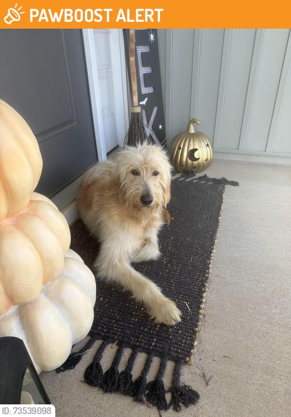 Found/Stray Male Dog last seen Hannon rd, Spartanburg County, SC 29349