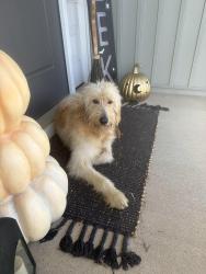 Found/Stray Male Dog last seen Hannon rd, Spartanburg County, SC 29349