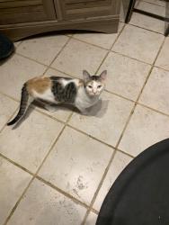 Reunited Female Cat last seen Laurel Dr, Greenville, TX 75402