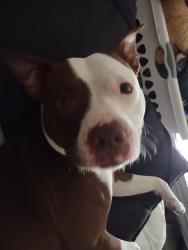Lost Male Dog last seen Lake Eleanor Dr, Mount Dora, FL 32757