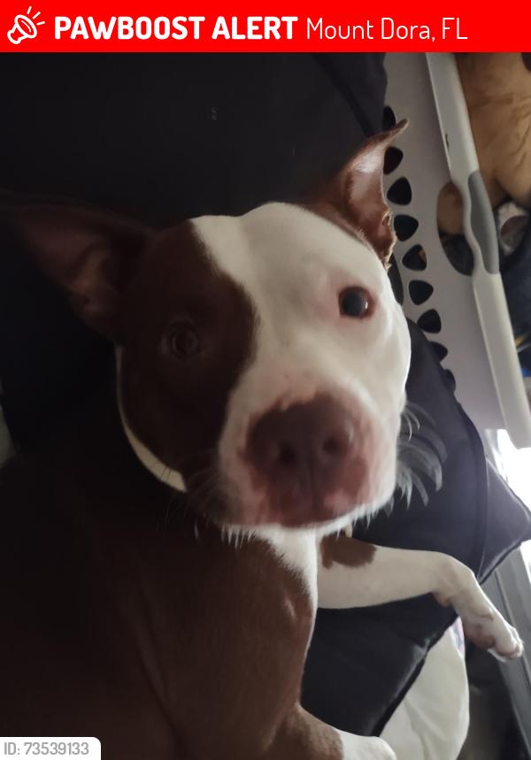 Lost Male Dog last seen Lake Eleanor Dr, Mount Dora, FL 32757