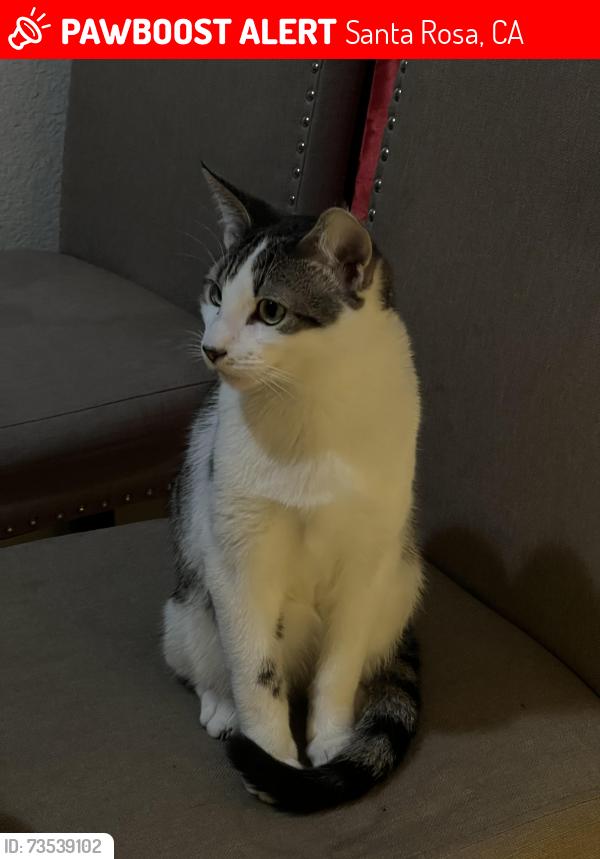 Lost Male Cat last seen Harvest Lane, Behind Oliver’s Market, Santa Rosa, CA 95401