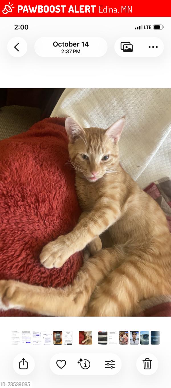 Lost Male Cat last seen McGuire Road, Edina, MN 55439