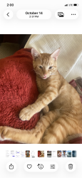 Lost Male Cat last seen McGuire Road, Edina, MN 55439