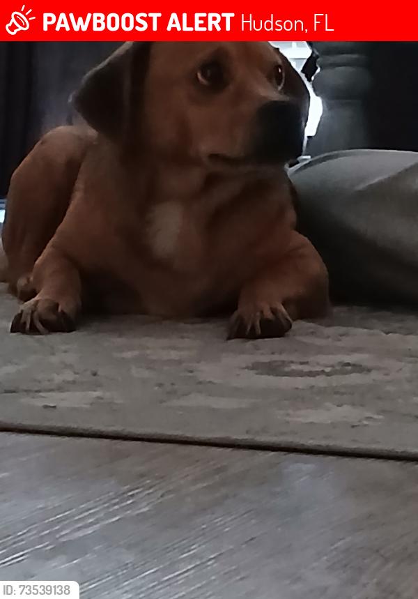 Lost Male Dog last seen Rome and Shadberry, Hudson, FL 34667