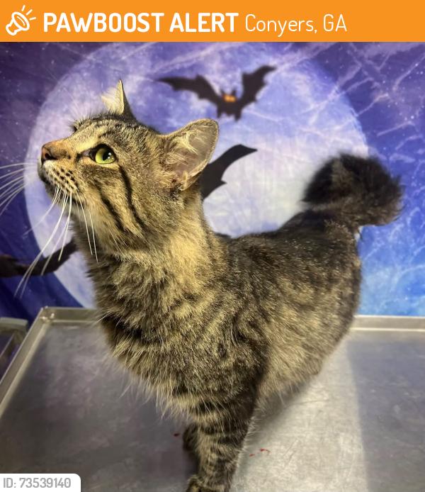 Found/Stray Male Cat last seen Located at Rockdale County Animal Service, 1506 Rockbridge Road, Conyers, GA 30012, Conyers, GA 30012