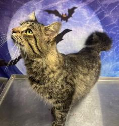 Found/Stray Male Cat last seen Located at Rockdale County Animal Service, 1506 Rockbridge Road, Conyers, GA 30012, Conyers, GA 30012