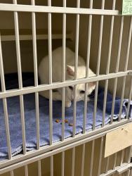 Found/Stray Male Cat last seen Durham Street Burlington NC, Burlington, NC 27215