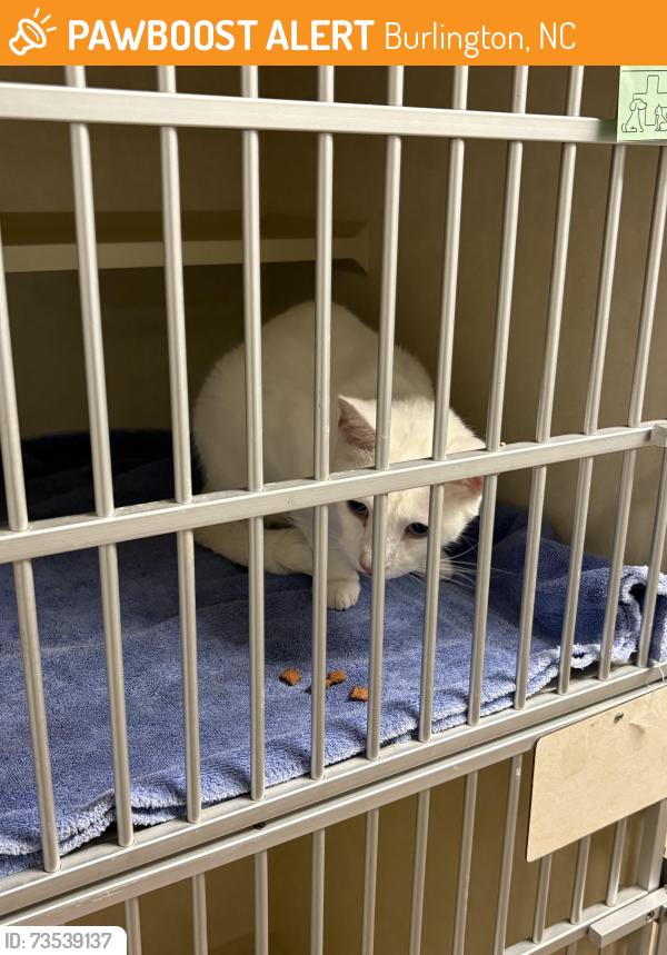 Found/Stray Male Cat last seen Durham Street Burlington NC, Burlington, NC 27215