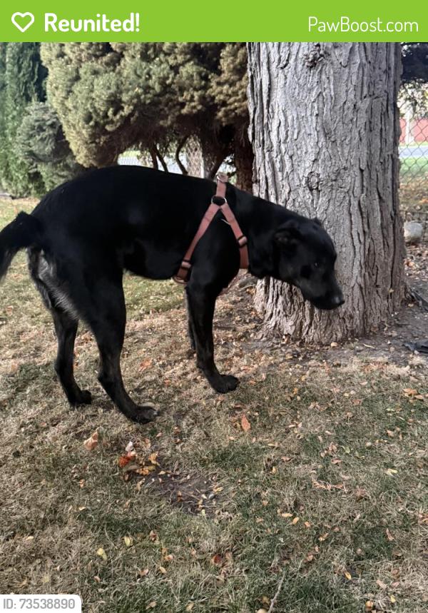 Reunited Female Dog last seen 24th and progress rd, Spokane Valley, WA 99037