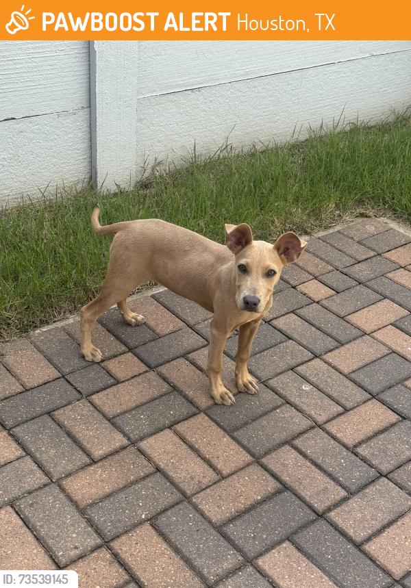Found/Stray Female Dog last seen M M Burger, Houston, TX 77011