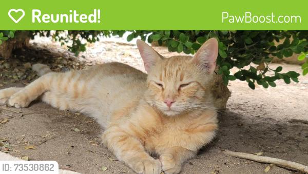 Reunited Male Cat last seen 30th st w, Palmdale, CA 93551