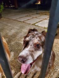 Found/Stray Female Dog last seen Oakline and Brook hollow, San Antonio, TX 78232