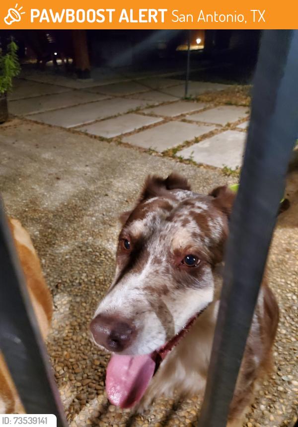 Found/Stray Female Dog last seen Oakline and Brook hollow, San Antonio, TX 78232
