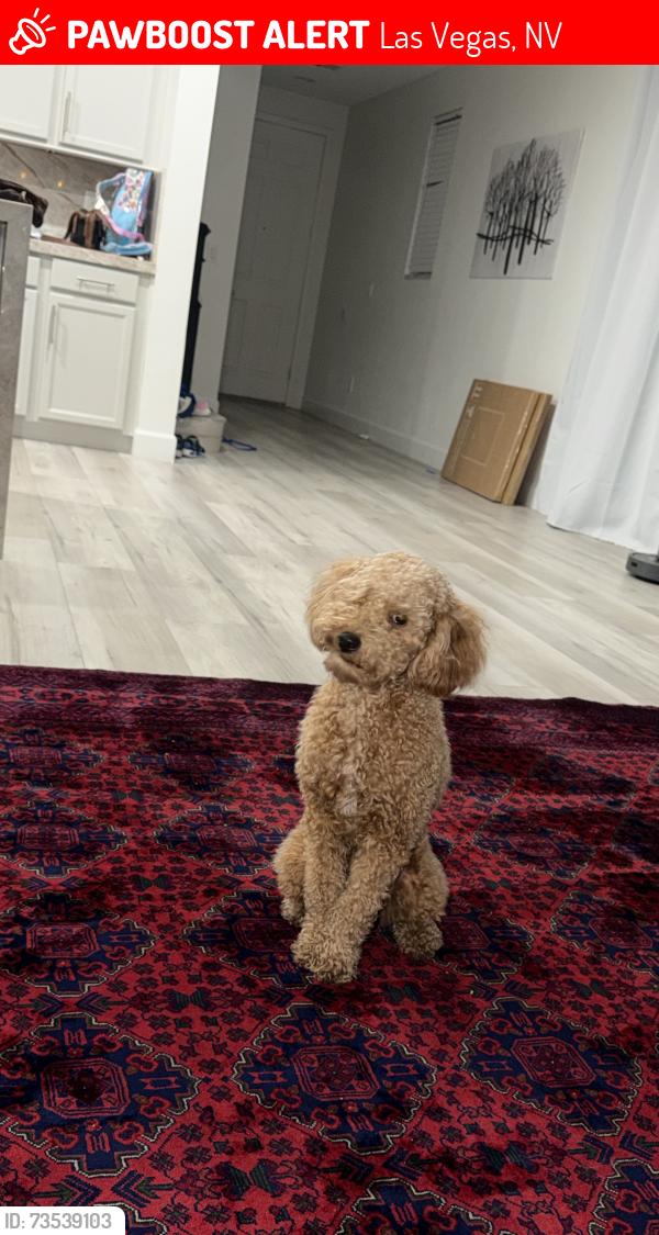 Lost Male Dog last seen Russell and Grand Canyon, Las Vegas, NV 89148