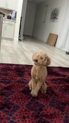 Lost Male Dog last seen Russell and Grand Canyon, Las Vegas, NV 89148