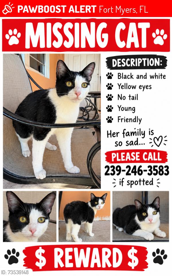Lost Female Cat last seen Jefferson park, Fort Myers, FL 33901