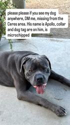 Lost Male Dog last seen 7th St and Park St, Ceres, CA 95307