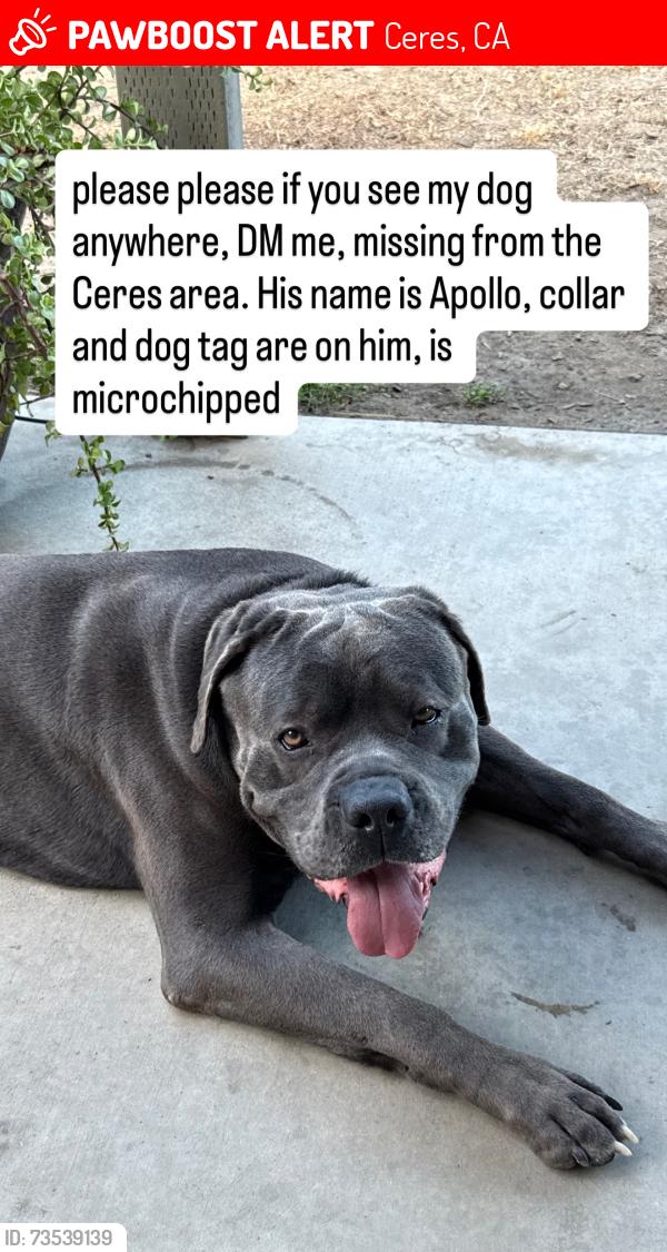 Lost Male Dog last seen 7th St and Park St, Ceres, CA 95307