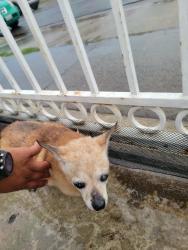 Reunited Unknown Dog last seen Near W Cubbon St, Santa Ana, CA 92703