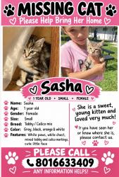 Reunited Female Cat last seen Sidewalk, Ogden, UT 84403