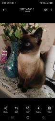 Reunited Female Cat last seen Brookside ln., Zephyrhills, FL 33541