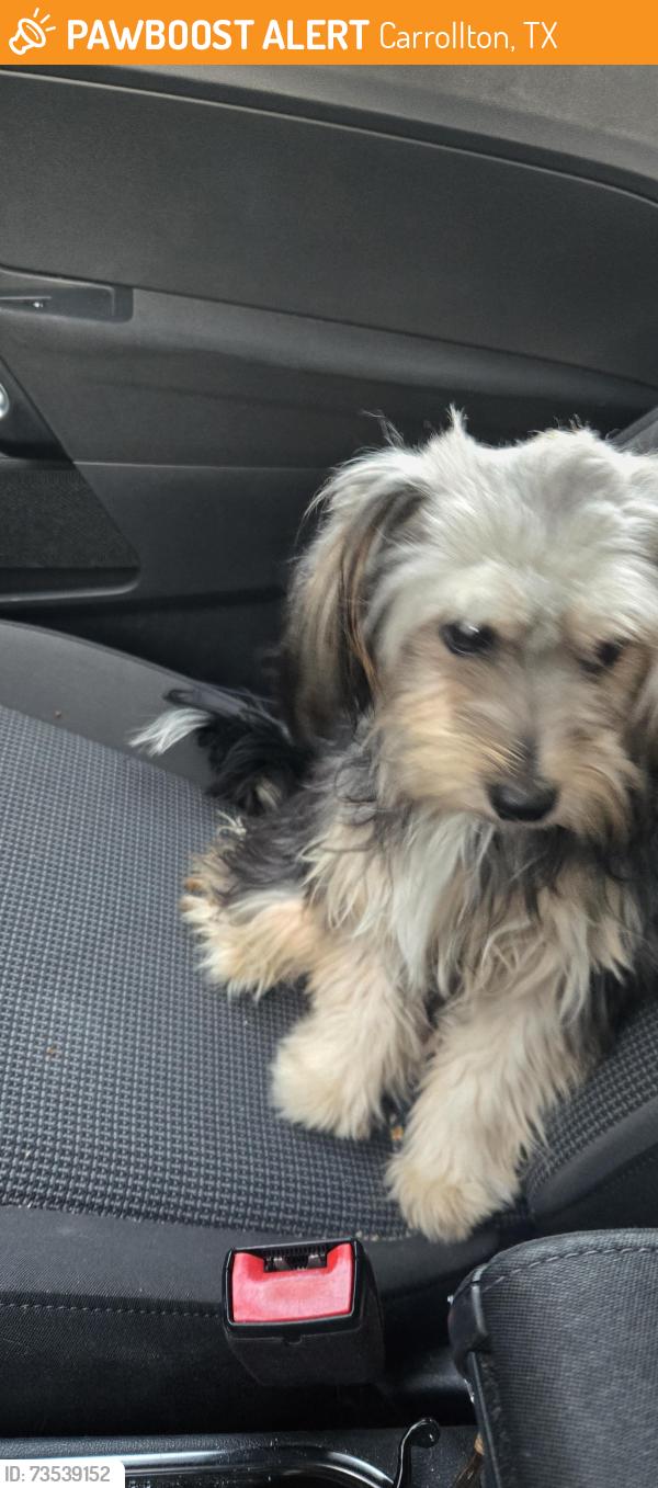 Found/Stray Female Dog last seen S Maryland st and Francis st, Carrollton, TX 75006