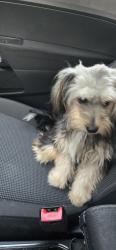 Found/Stray Female Dog last seen S Maryland st and Francis st, Carrollton, TX 75006