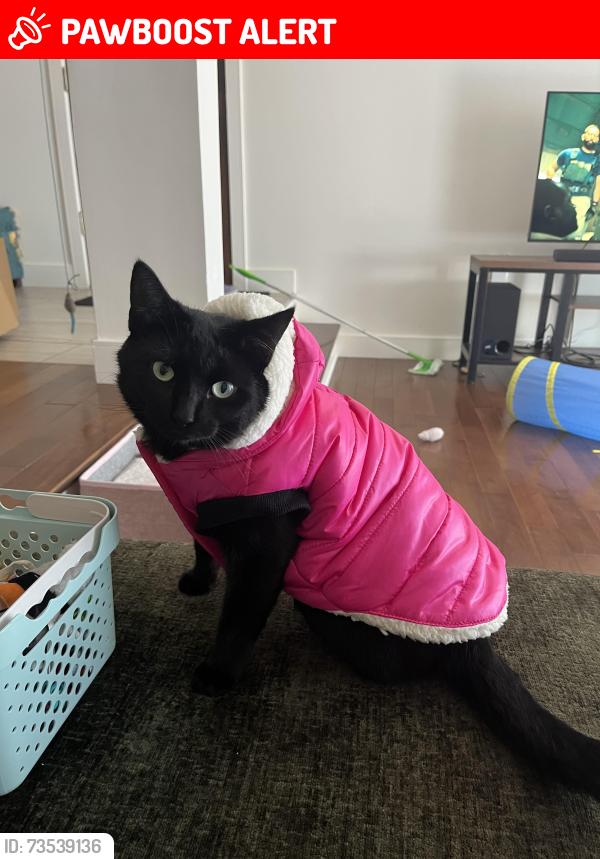 Lost Female Cat last seen Place du mans & Parc de fountaineblue, Saint-Lambert, QC J4S 1X6