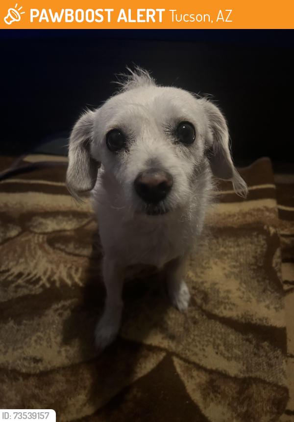 Found/Stray Male Dog last seen S park Ave and E Minorka Rd, Tucson, AZ 85706