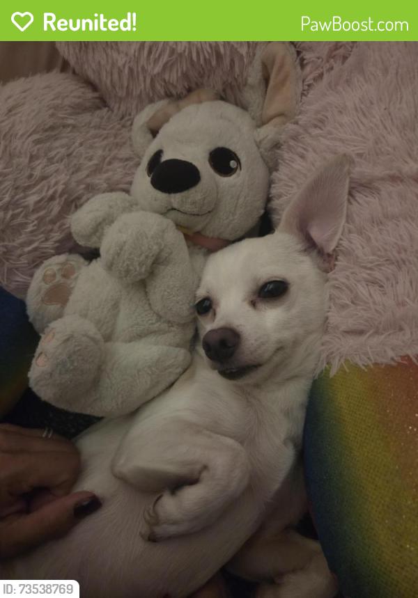 Reunited Male Dog last seen Edinger and Vanness, Santa Ana, CA 92707