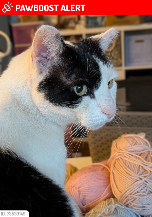 Lost Male Cat last seen Stratmoor Hills neighborhood, Colorado Springs, CO 80906