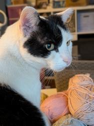 Lost Male Cat last seen Stratmoor Hills neighborhood, Colorado Springs, CO 80906