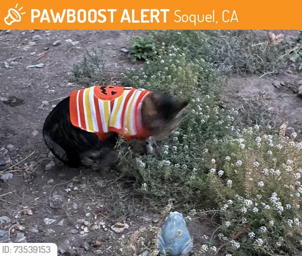 Found/Stray Unknown Cat last seen Soquel Dr and Park Ave, Soquel, CA 95073