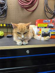 Reunited Unknown Cat last seen Harvard St, Security-Widefield, CO 80911, USA, Security-Widefield, CO 80911