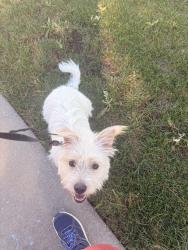 Reunited Female Dog last seen 112th Legacy Ridge Parkway in s, Westminster, CO 80031