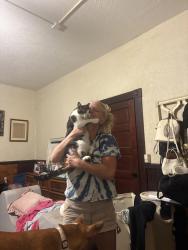 Reunited Male Cat last seen Tumbleweed Dr, Family dollar, Holiday, FL 34690