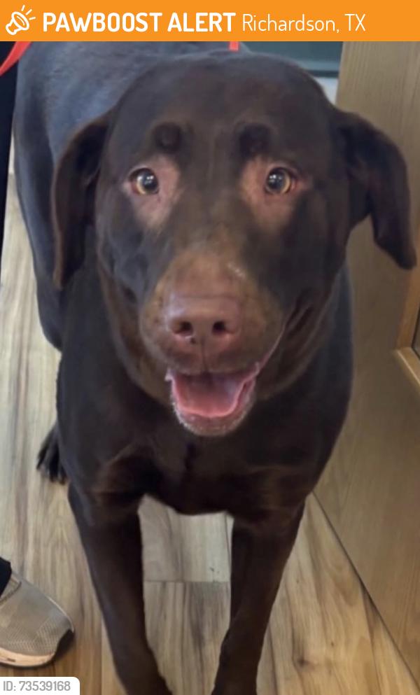 Found/Stray Female Dog last seen Richardson TX, Richardson, TX 75083
