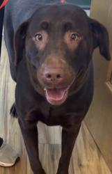 Found/Stray Female Dog last seen Richardson TX, Richardson, TX 75083