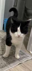 Lost Male Cat last seen Plains Road - Malta community park, Ballston Spa, NY 12020