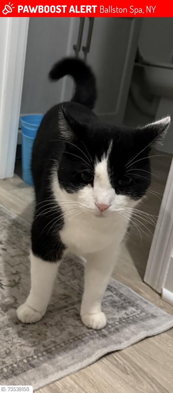 Lost Male Cat last seen Plains Road - Malta community park, Ballston Spa, NY 12020